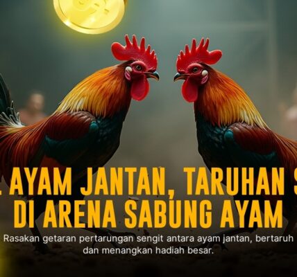 Mengenal Ayam Bangkok, Raja Sabung Ayam di SV388
