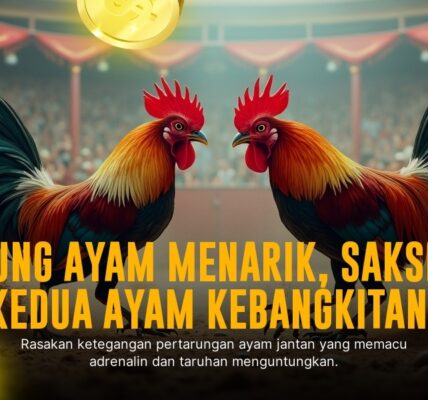Mengenal Ayam Bangkok, Raja Sabung Ayam di SV388