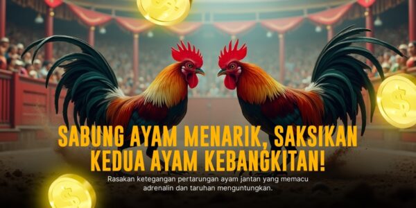 Mengenal Ayam Bangkok, Raja Sabung Ayam di SV388